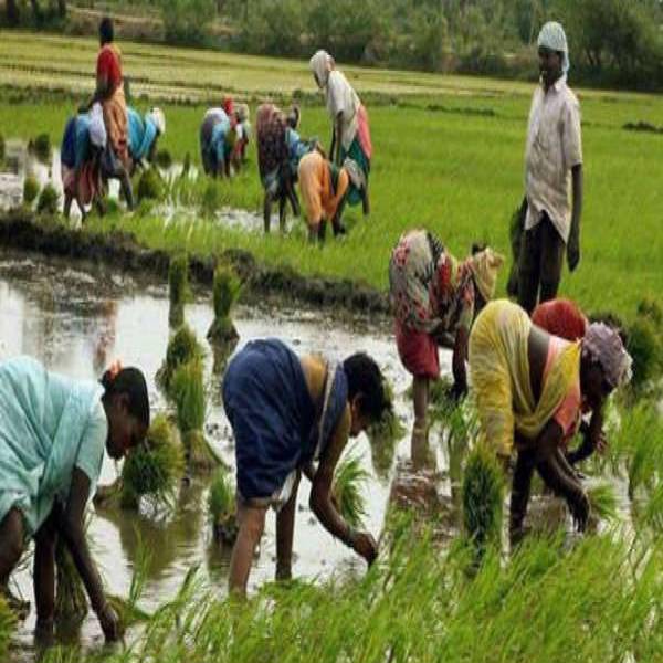 India Celebrating Farmers Day– Check Significance and History