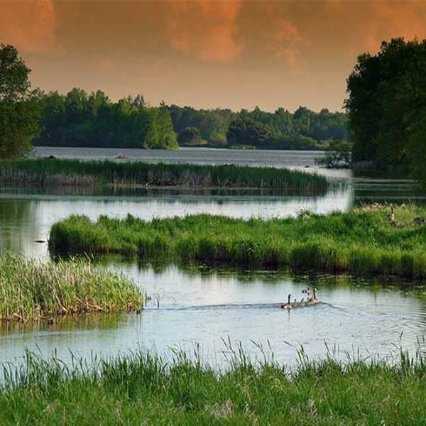 World Wetlands Day: How we celebrate this Day, Theme, History and Importance